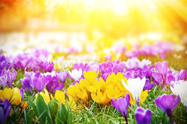 Crocuses-in-the-sun